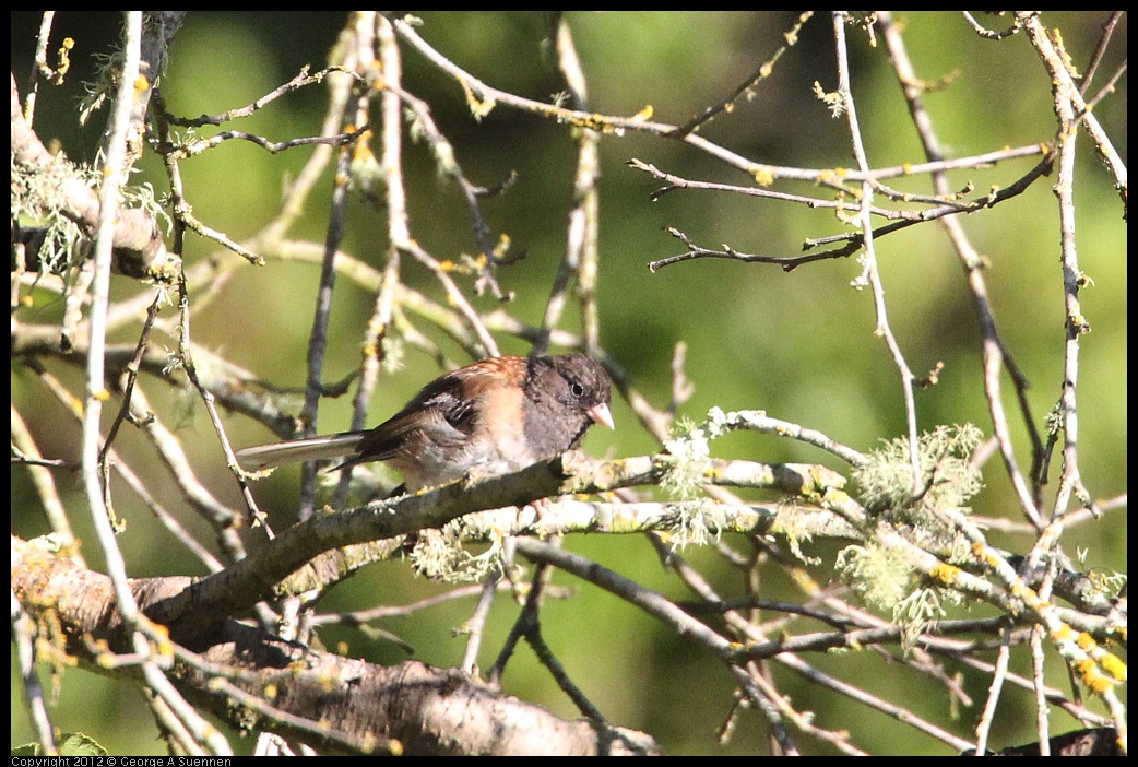 0731-065614-01.jpg - Dark-eyed Junco