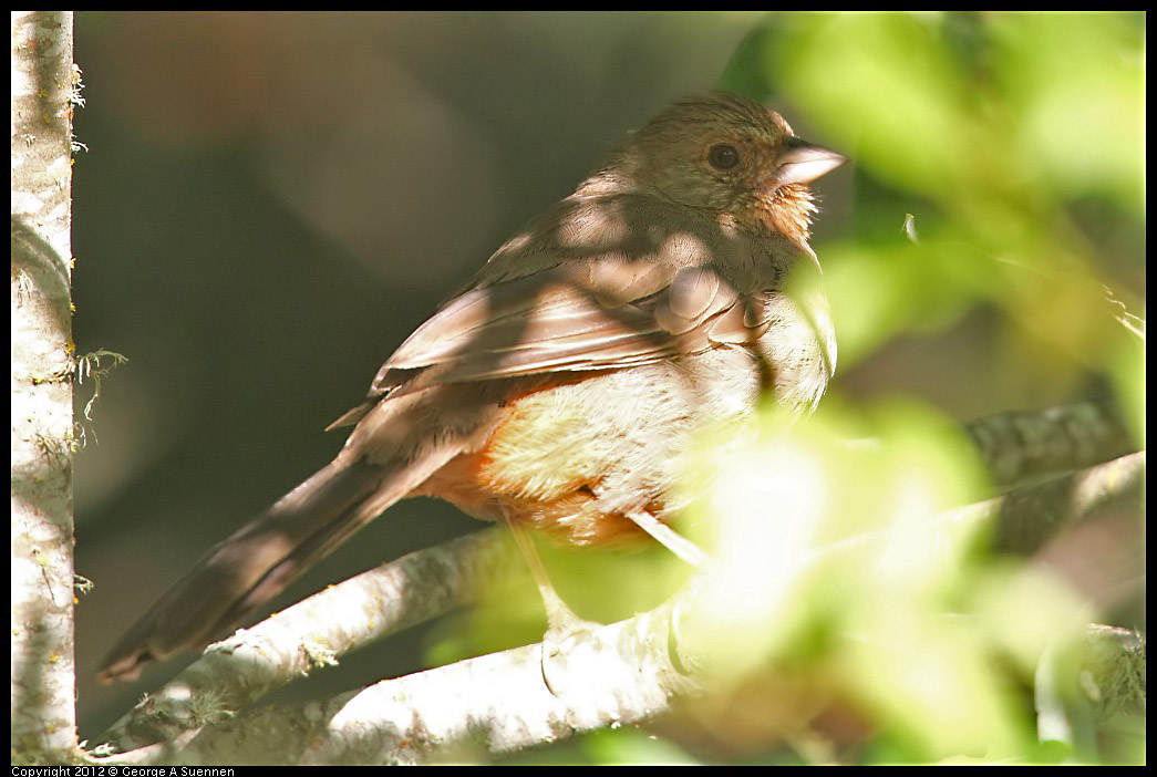 0731-065833-02.jpg - California Towhee