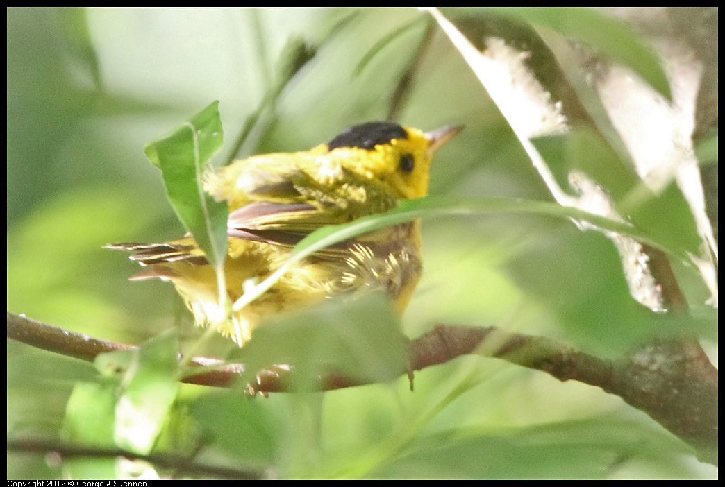 0731-065941-01.jpg - Wilson's Warbler