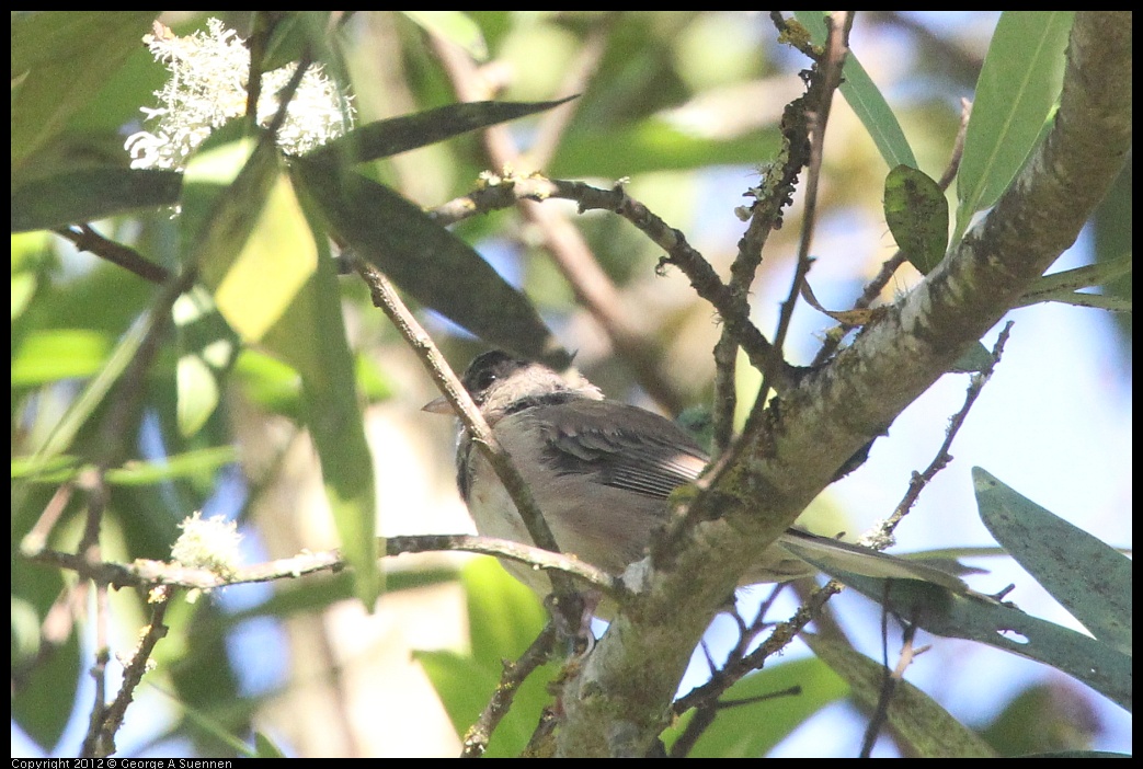 0731-070445-02.jpg - Dark-eyed junco