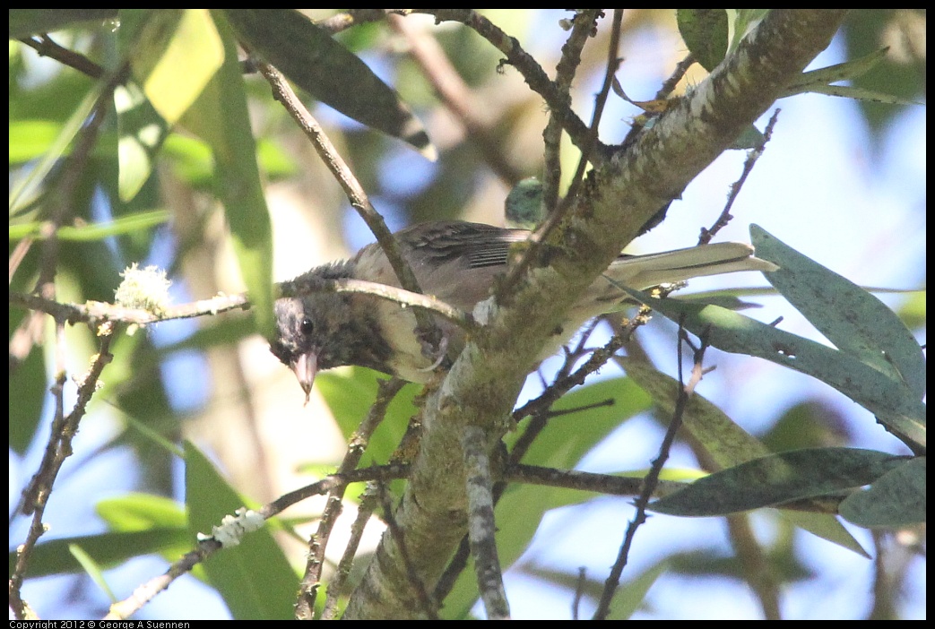 0731-070449-02.jpg - Dark-eyed junco