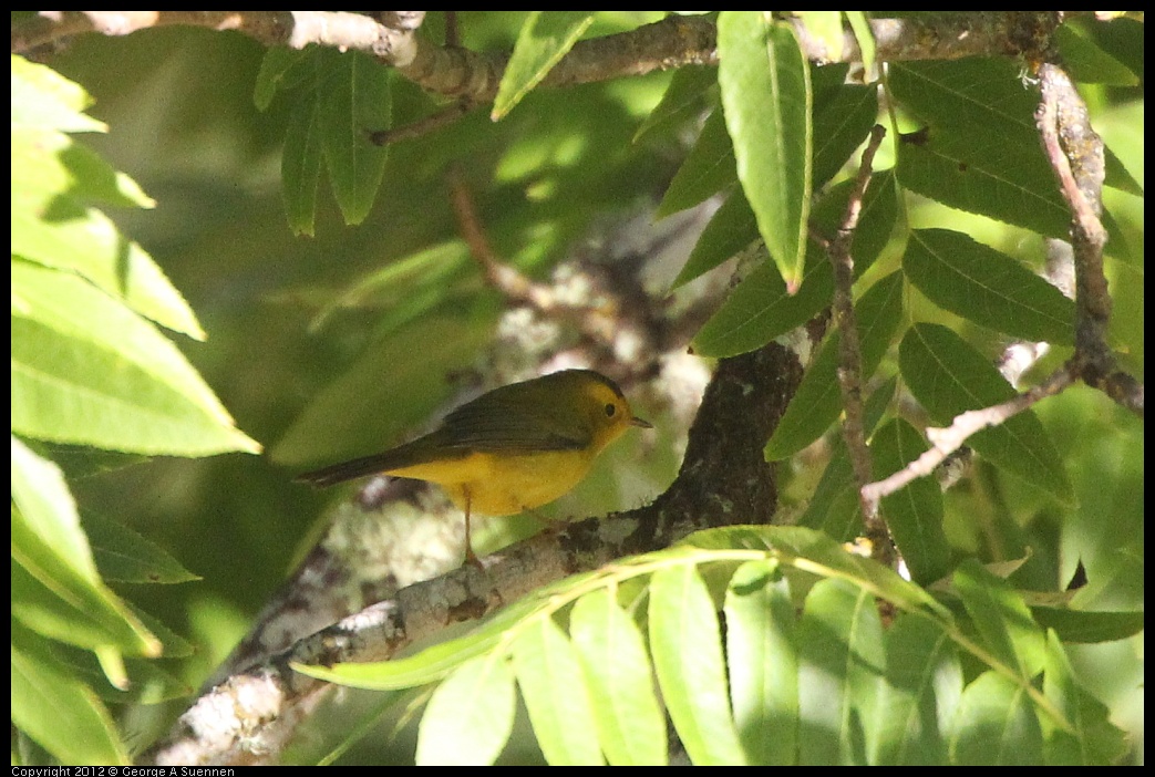 0731-071051-04.jpg - Wilson's Warbler