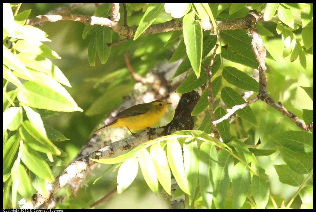 0731-071055-01.jpg - Wilson's Warbler