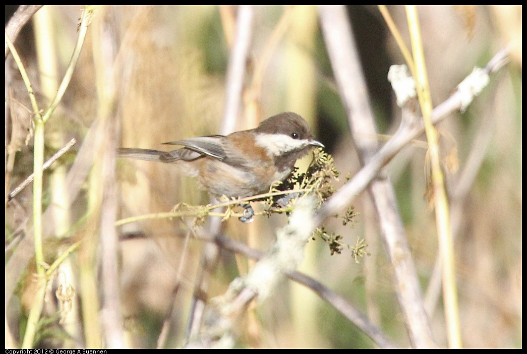 0731-071214-01.jpg - Chestnut-backed Chickadee