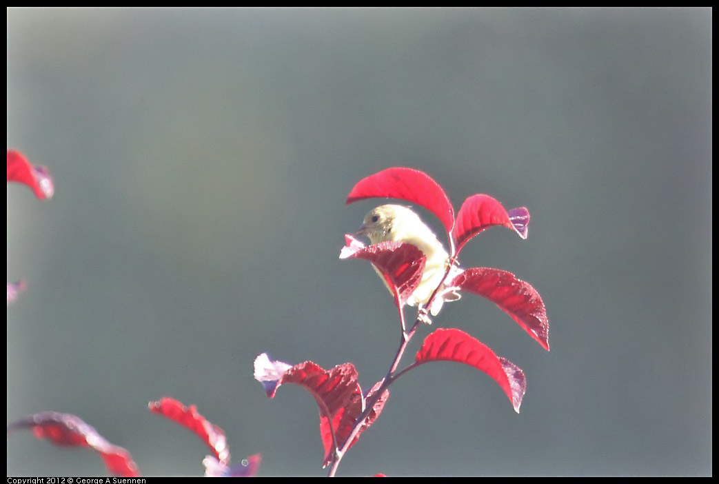 0731-071301-01.jpg - Lesser Goldfinch