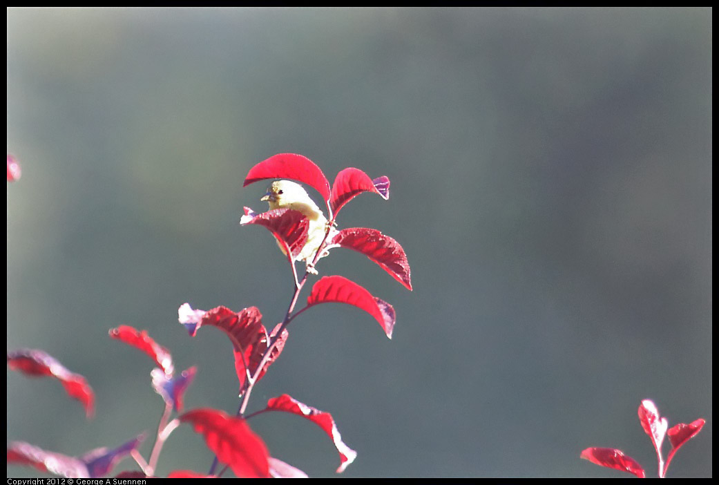 0731-071302-02.jpg - Lesser Goldfinch