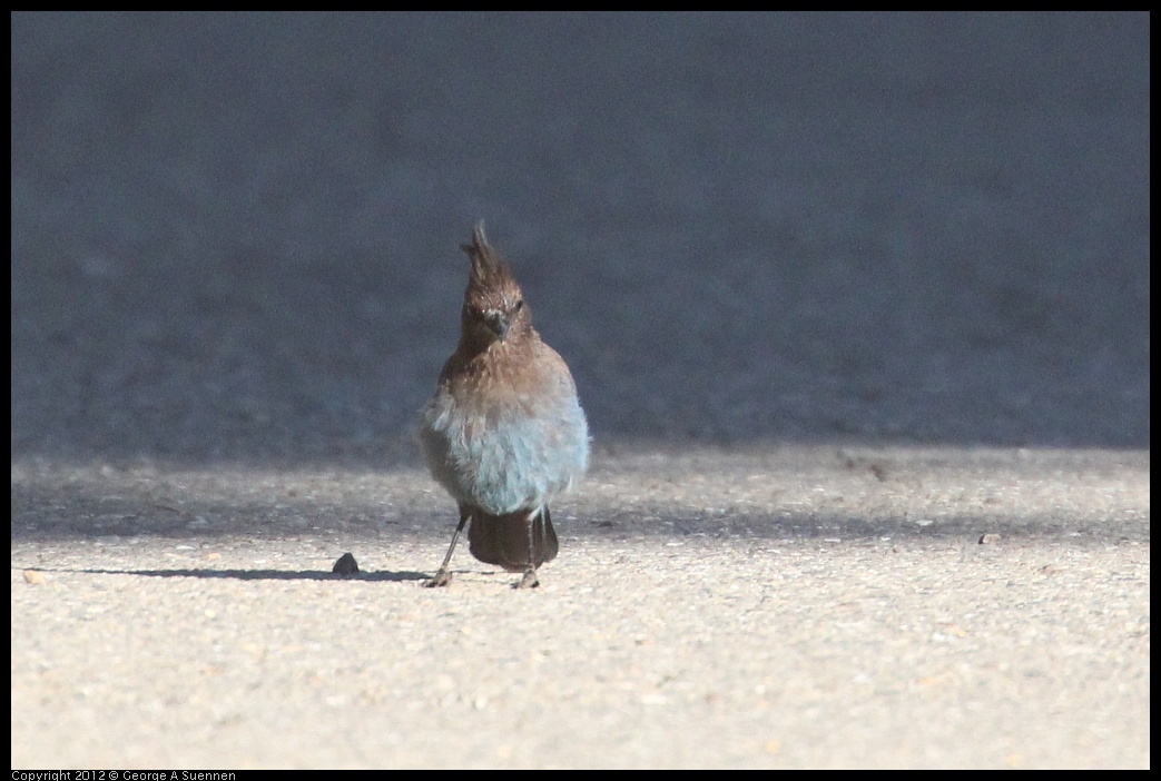 0731-071623-01.jpg - Stellar Jay