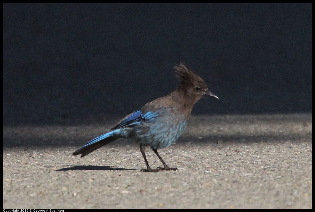 0731-071642-02.jpg - Stellar Jay