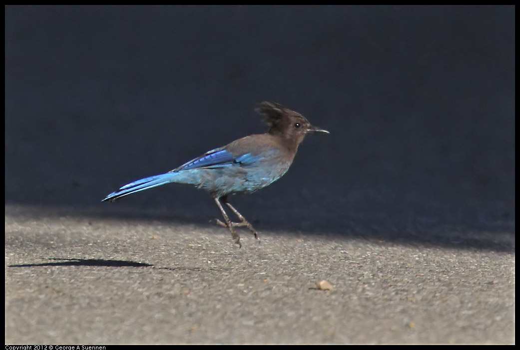 0731-071653-01.jpg - Stellar Jay