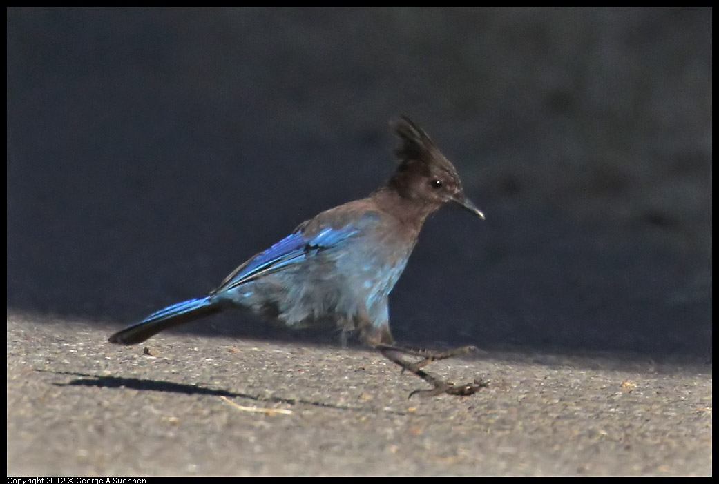 0731-071653-03.jpg - Stellar Jay