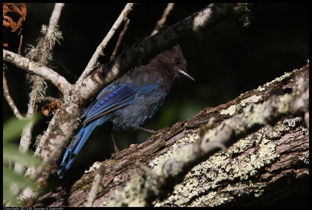 0731-071906-03.jpg - Stellar Jay