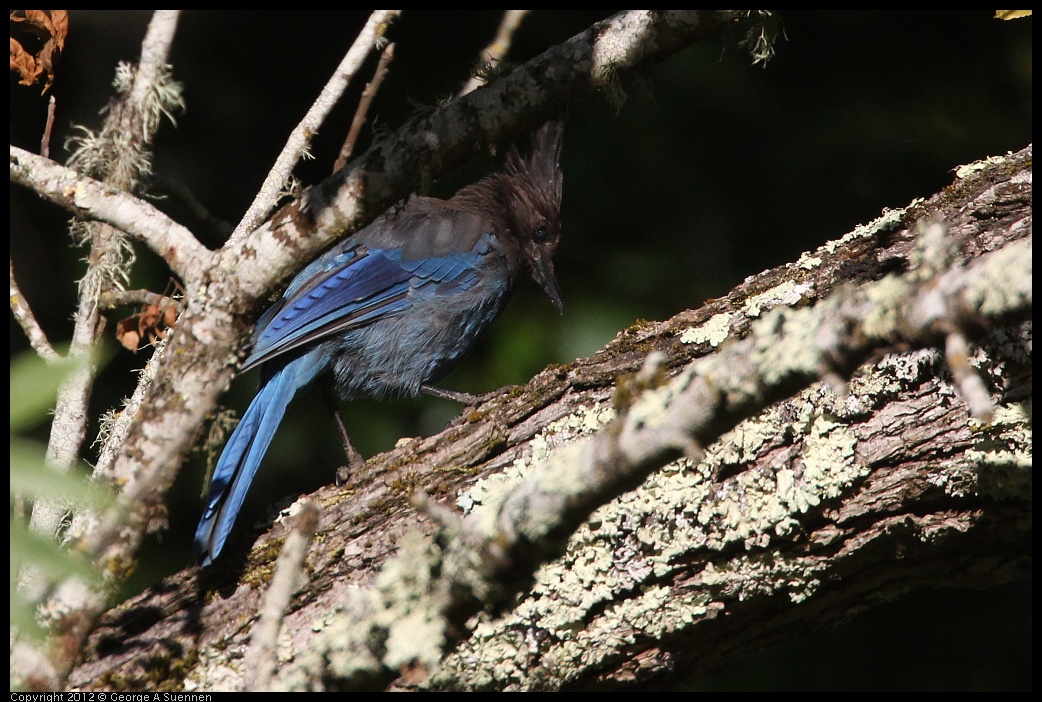 0731-071907-03.jpg - Stellar Jay