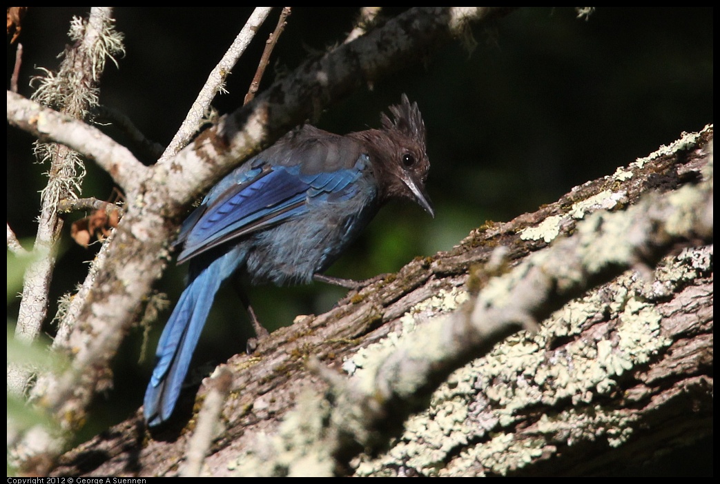 0731-071908-02.jpg - Stellar Jay