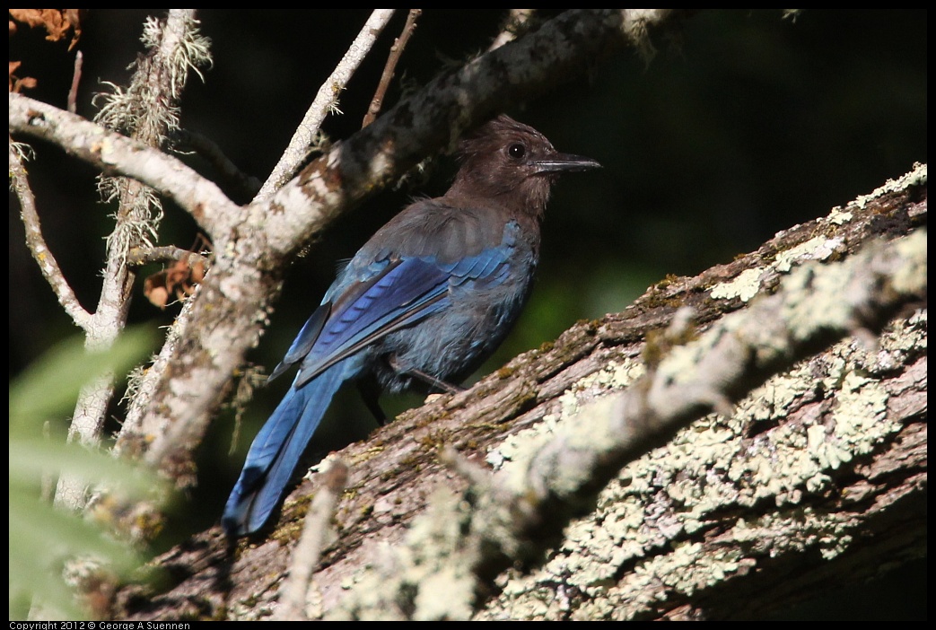 0731-071920-02.jpg - Stellar Jay