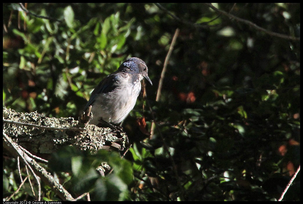 0731-072444-01.jpg - Western Scrub-Jay