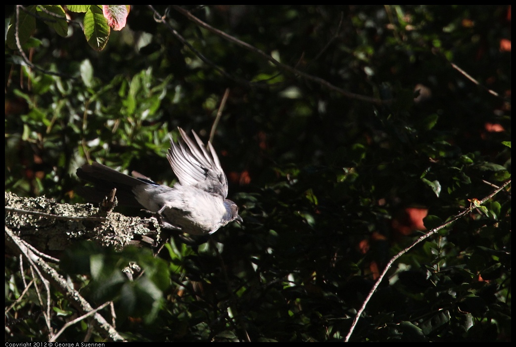 0731-072445-01.jpg - Western Scrub-jay