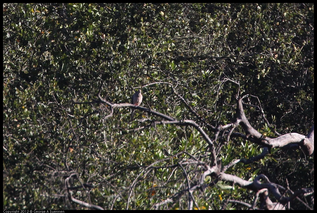 0731-072728-03.jpg - Mourning Dove (Id purposes Only)