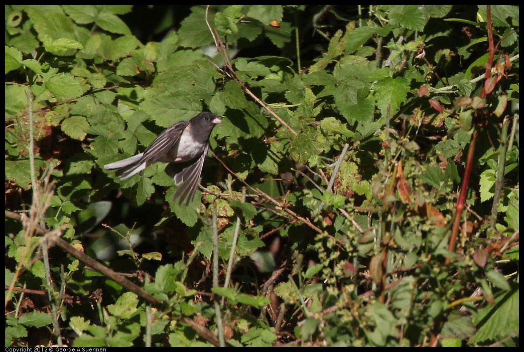 0731-073201-02.jpg - Dark-eyed Junco