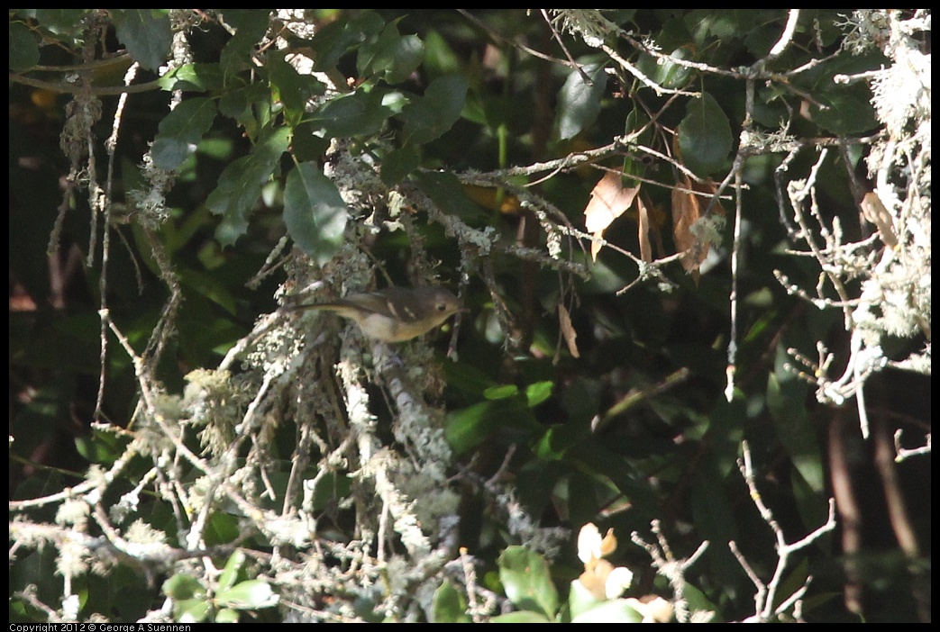 0731-073824-02.jpg - Hutton's Vireo