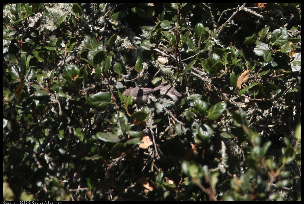 0731-081158-01.jpg - Bushtit