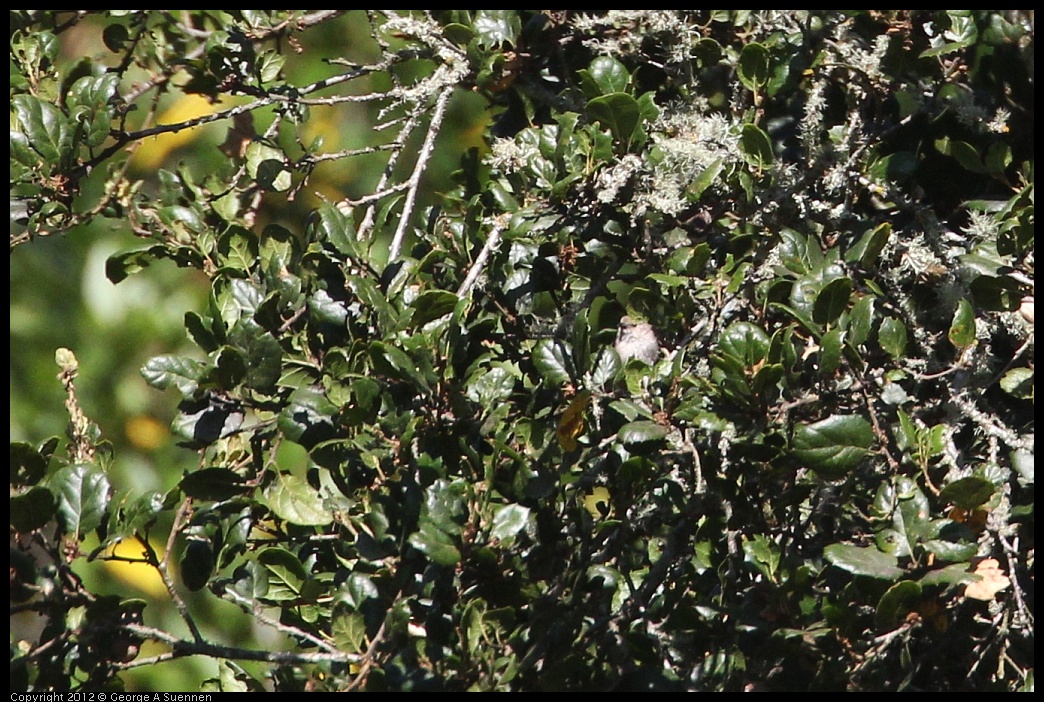 0731-081203-02.jpg - Bushtit