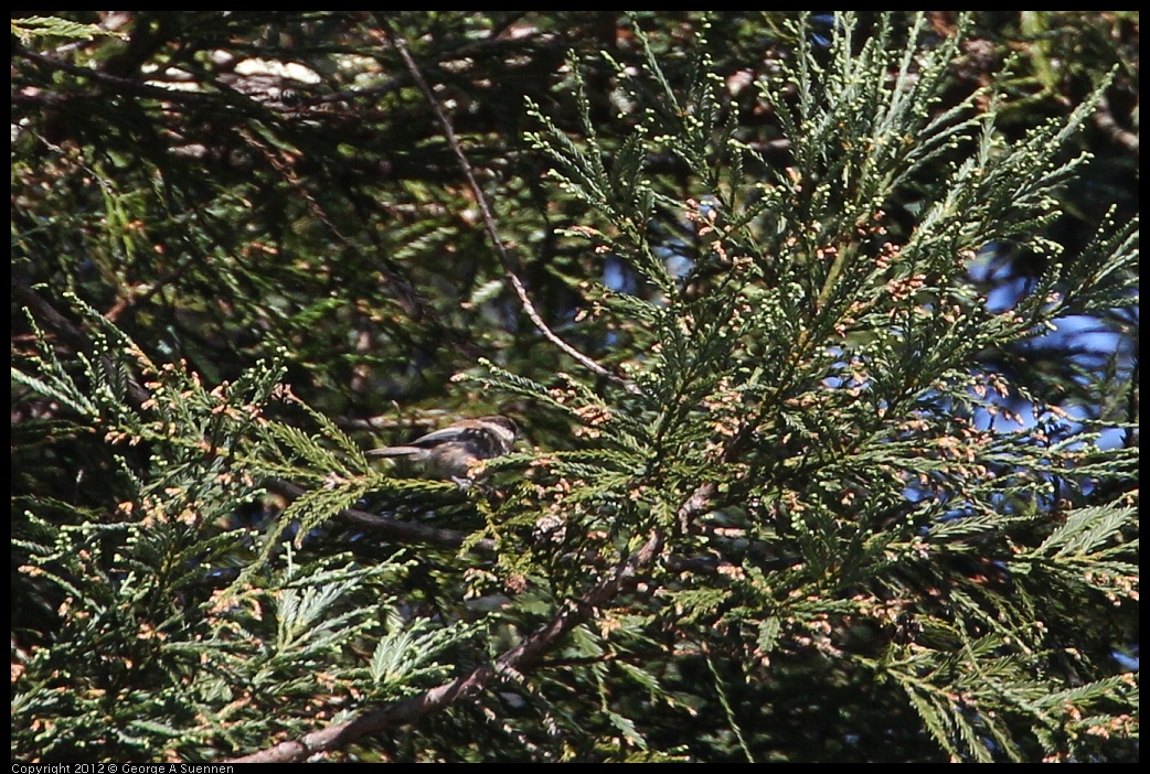 0731-082056-01.jpg - Chestnut-backed Chickadee