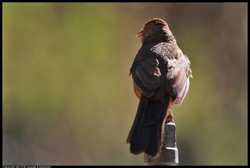 0731-082418-02.jpg - California Towhee