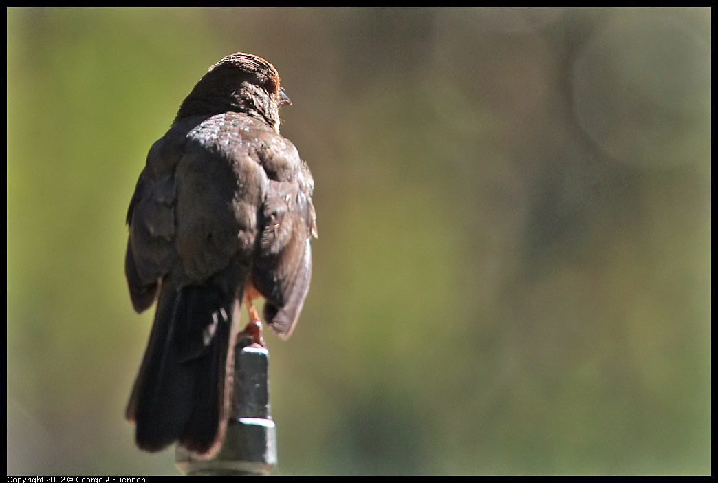 0731-082425-02.jpg - California Towhee