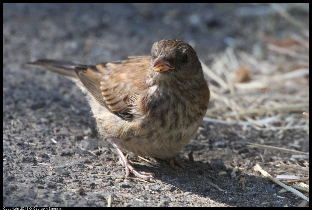 0731-082723-01.jpg - Dark-eyed junco