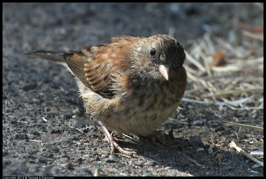 0731-082723-04.jpg - Dark-eyed junco