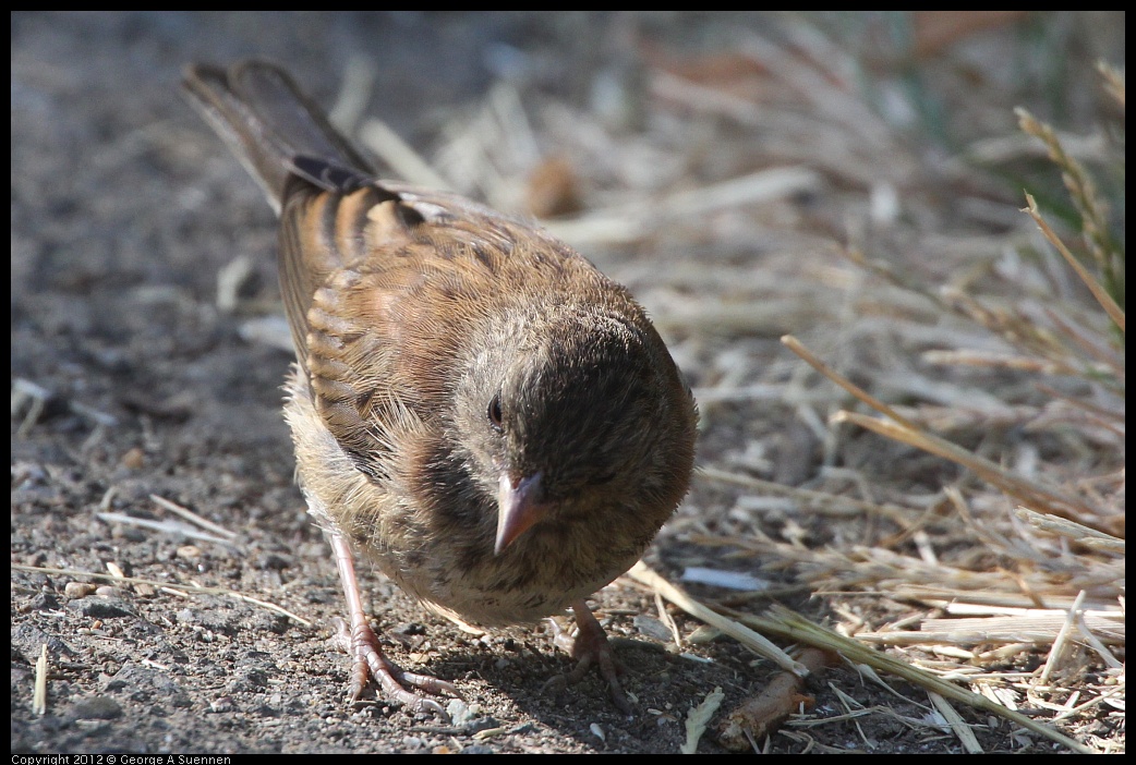 0731-082725-02.jpg - Dark-eyed junco