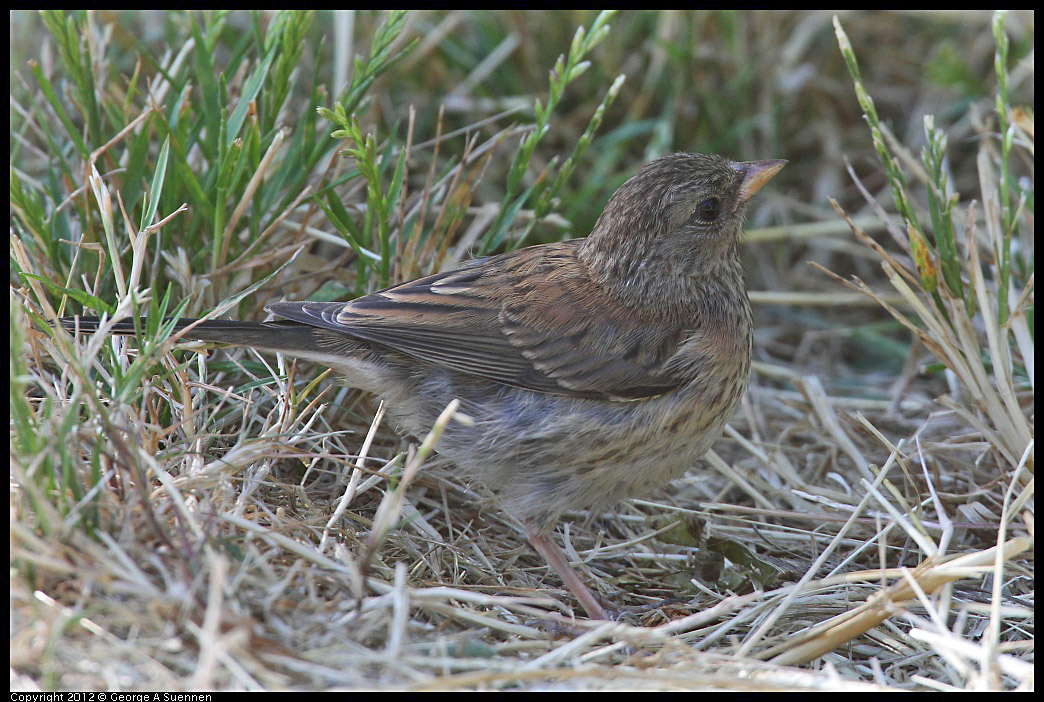 0731-082738-02.jpg - Dark-eyed junco