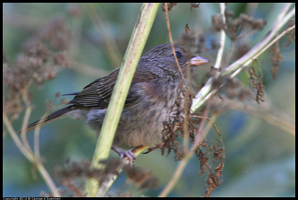 0731-082803-02.jpg - Dark-eyed junco