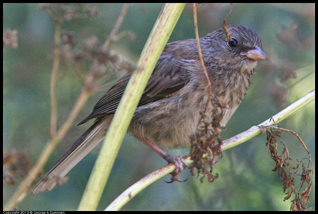 0731-082817-02.jpg - Dark-eyed junco