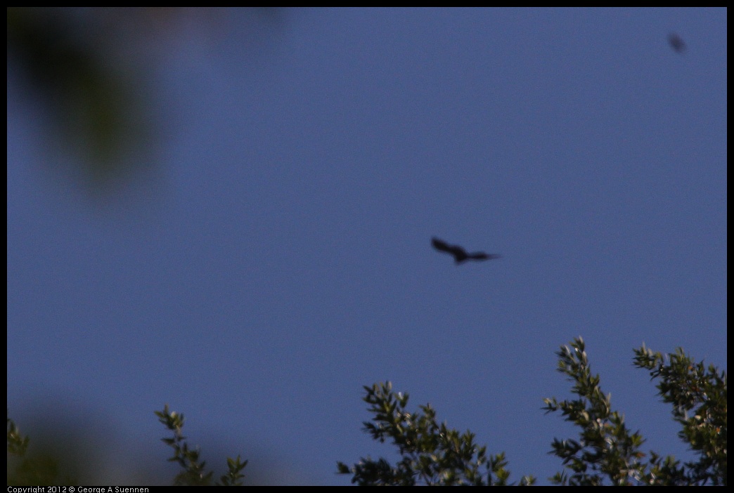 0731-083453-01.jpg - Turkey Vulture (Id purposes only)