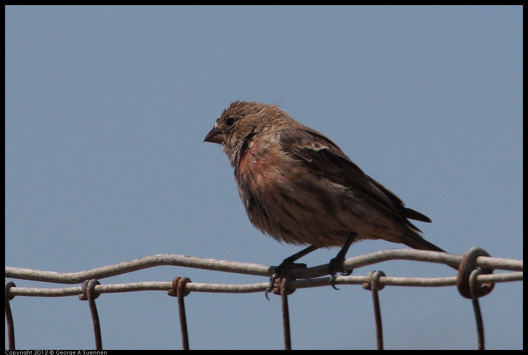 0805-130000-02.jpg - House Finch