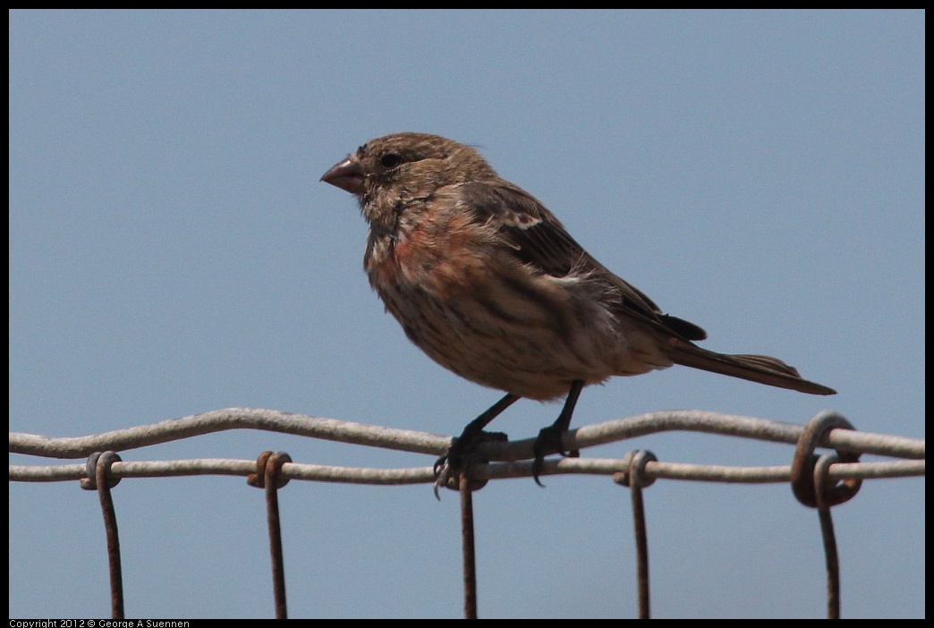 0805-130018-02.jpg - House Finch