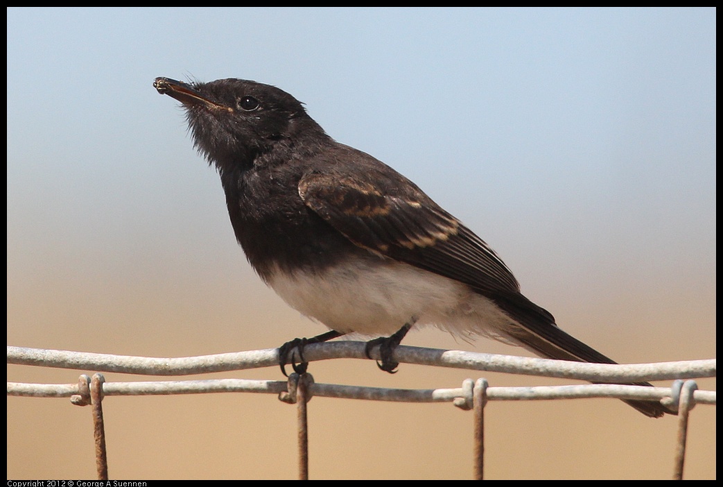 0805-130102-02.jpg - Black Phoebe