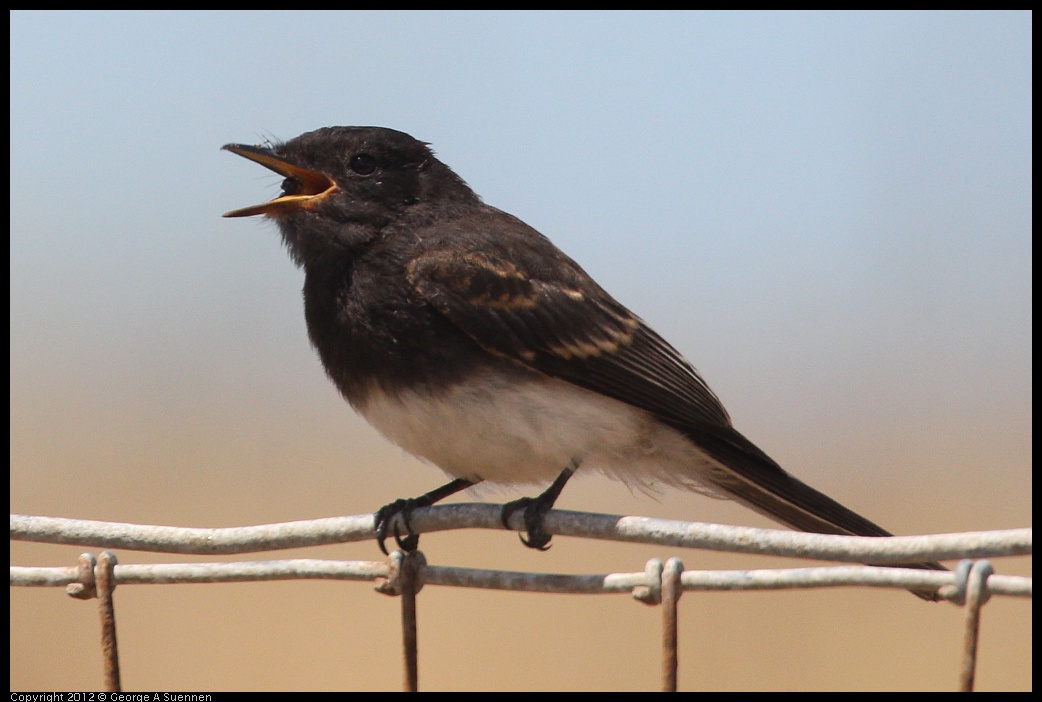 0805-130102-03.jpg - Black Phoebe