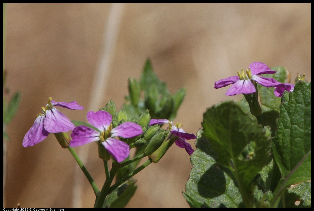 0805-130232-02.jpg - Wild Flower