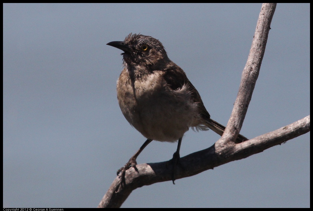 0805-131225-02.jpg - Great-tailed Grackle