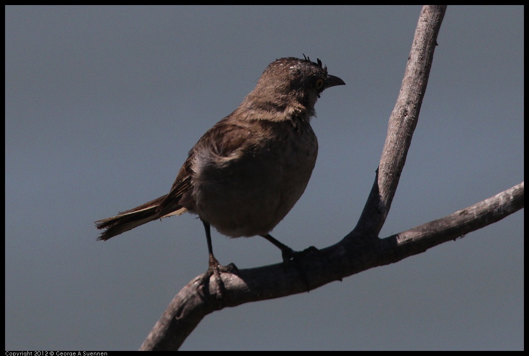 0805-131413-01.jpg - Great-tailed Grackle