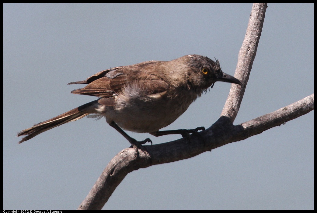 0805-131426-01.jpg - Great-tailed Grackle