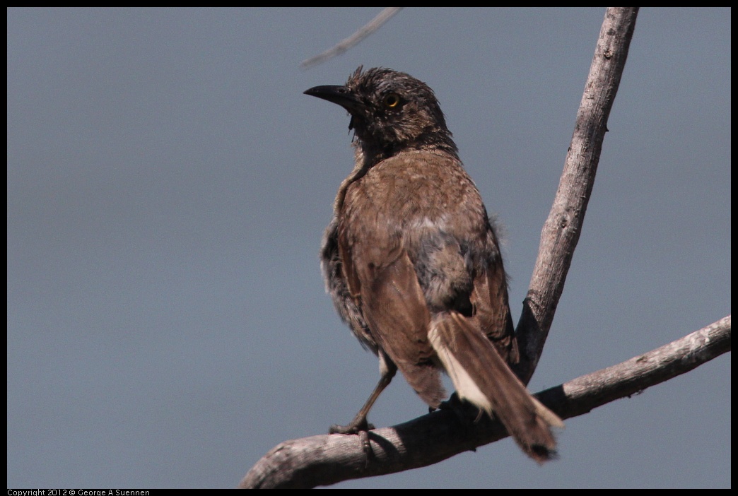 0805-131508-01.jpg - Great-tailed Grackle