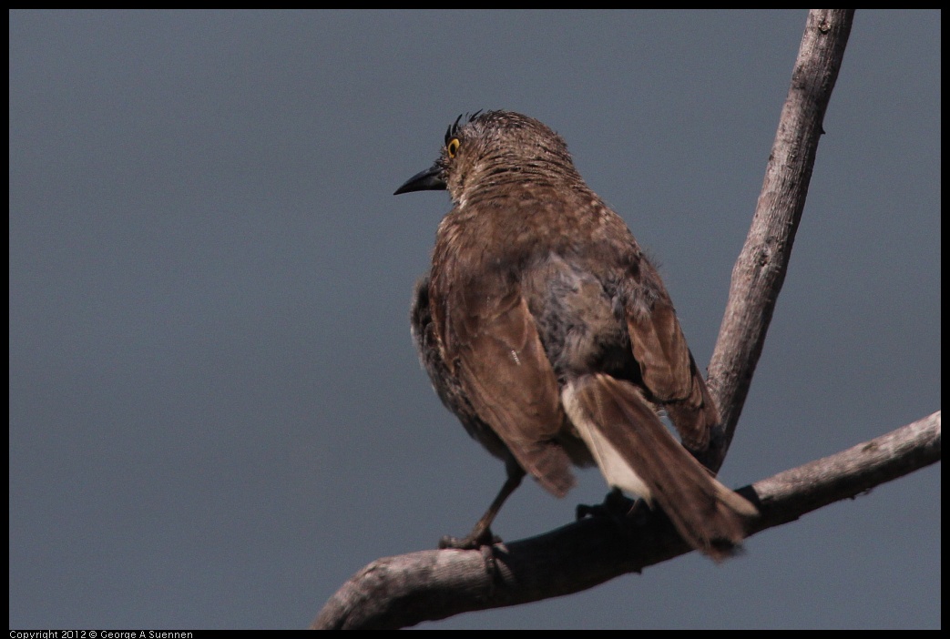 0805-131509-01.jpg - Great-tailed Grackle