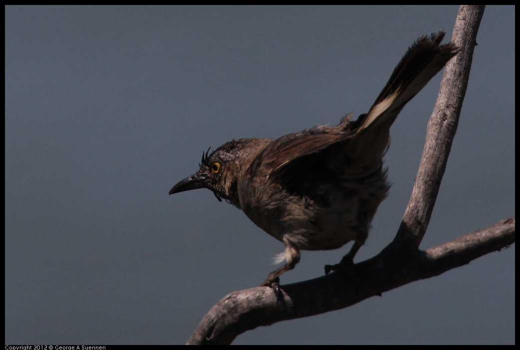 0805-131519-04.jpg - Great-tailed Grackle