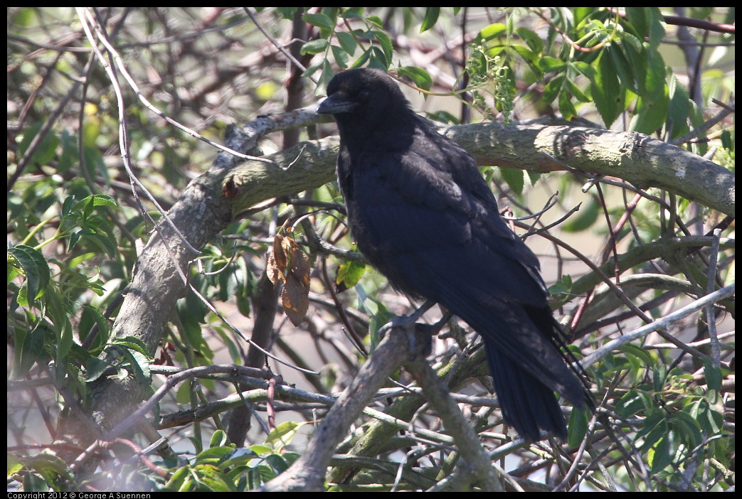 0805-132514-01.jpg - American Crow