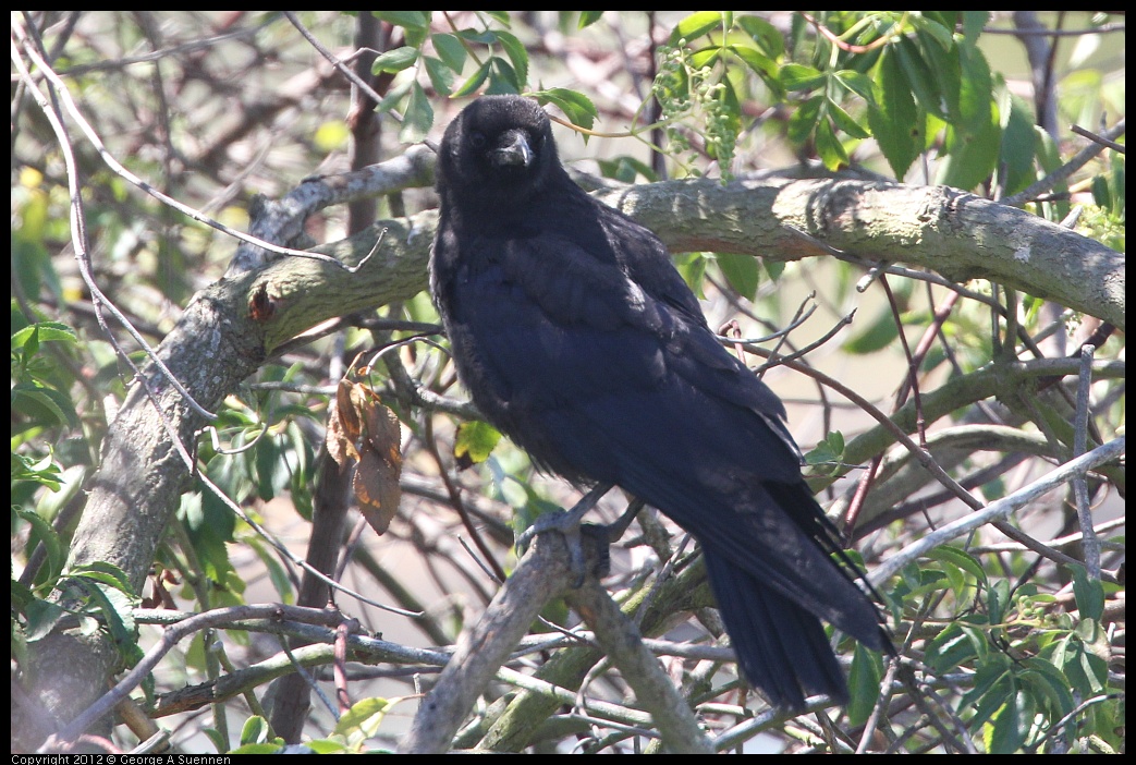 0805-132517-01.jpg - American Crow