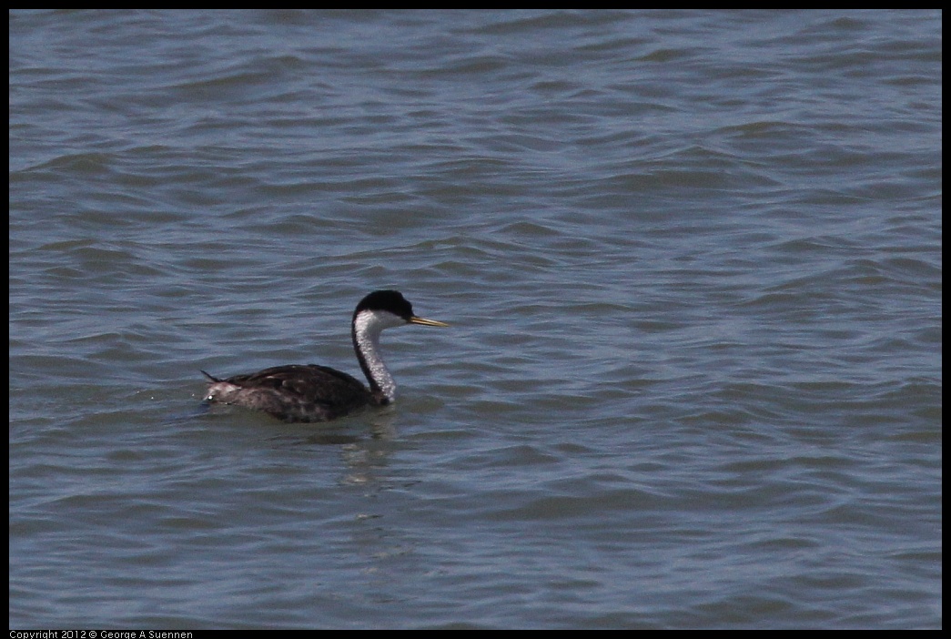 0805-132547-01.jpg - Western Grebe