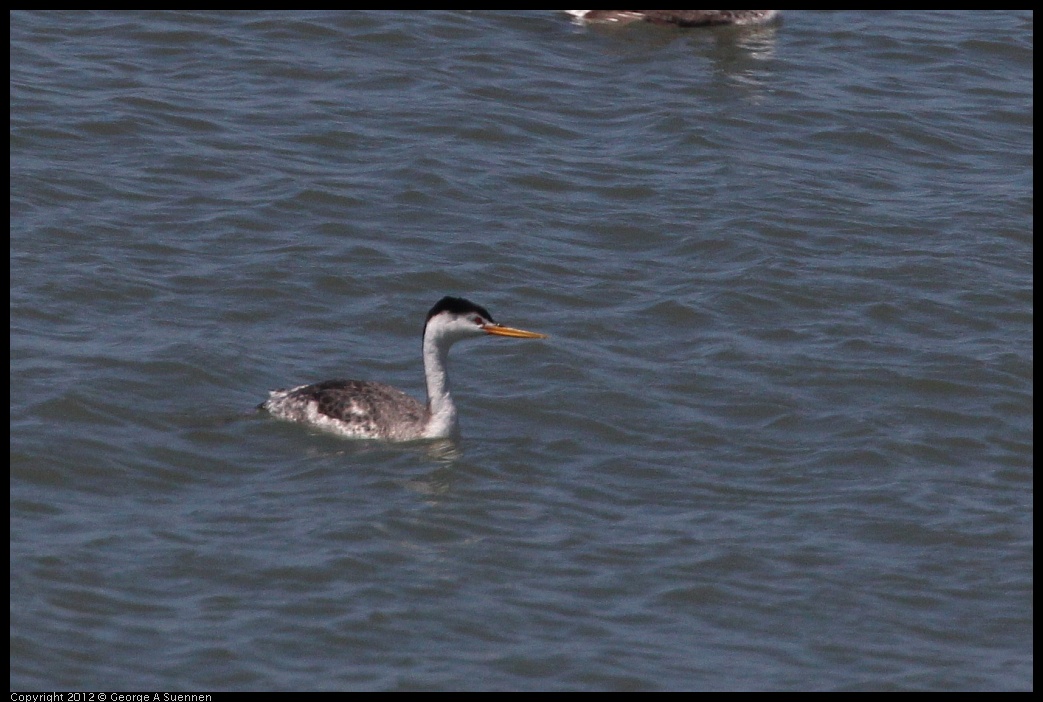 0805-132632-01.jpg - Clark's Grebe